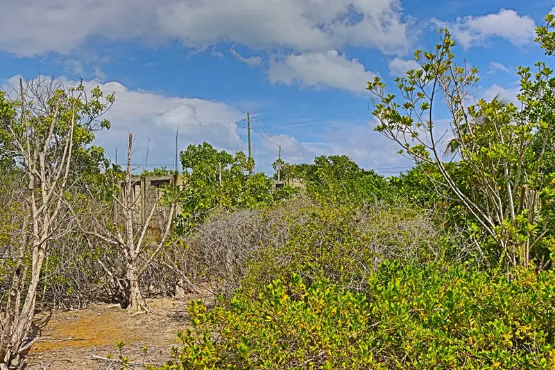 A view of trees and bushes in the desert.