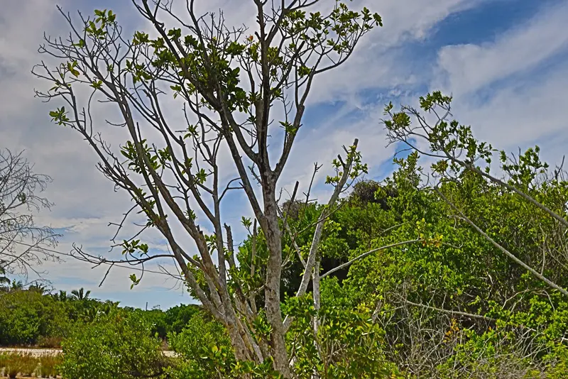 A tree with no leaves in the middle of a forest.