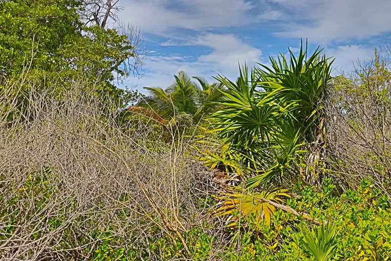 A field with many plants and trees in the background.