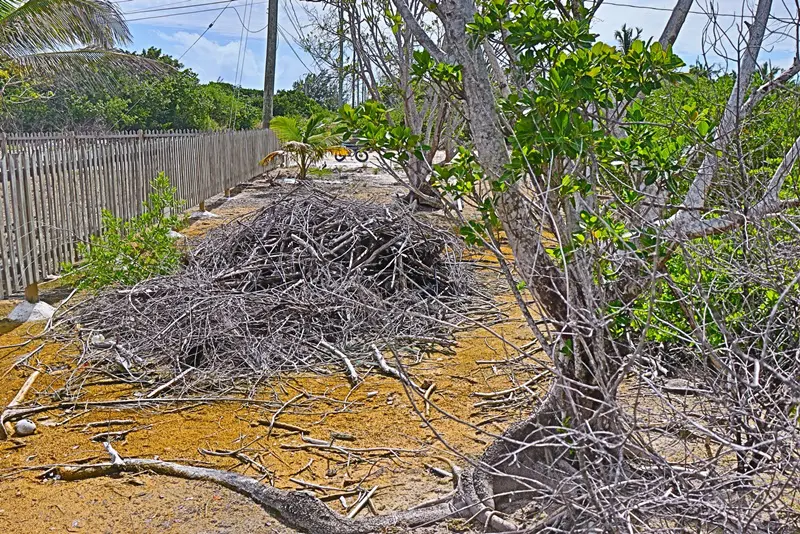 A dirt road with bushes and trees in the background.