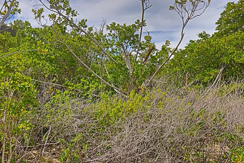 A tree with many branches in the middle of it