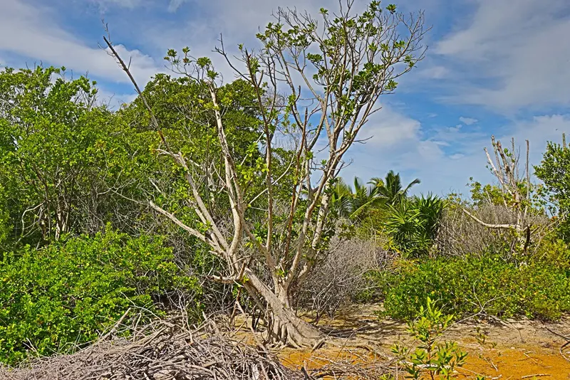 A tree in the middle of a field with bushes and trees.