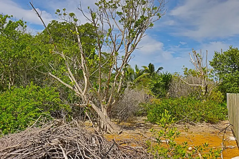 A tree that is in the middle of some dirt.