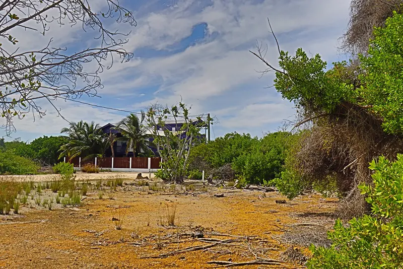 A sandy area with trees and bushes in the background.