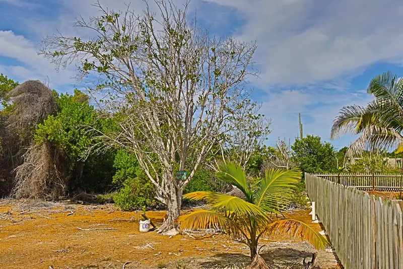 A tree that is in the dirt near some trees.