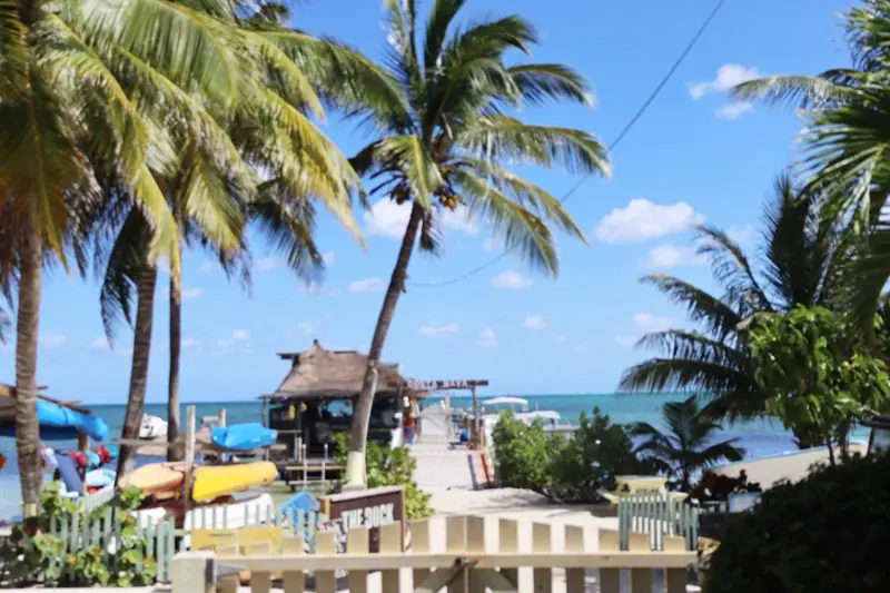 A beach with palm trees and blue skies