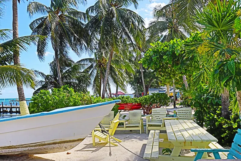 A beach with palm trees and benches near the water.