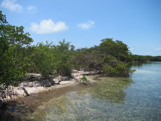 A beach with trees and water in the background