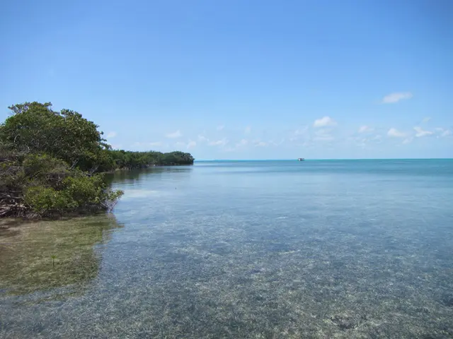 A body of water with trees in the background