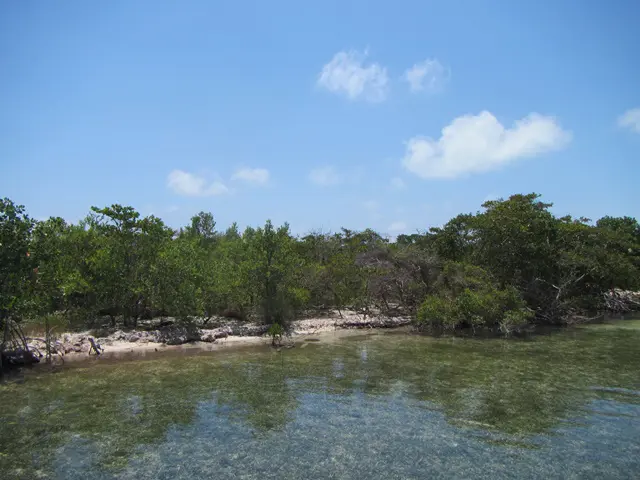 A body of water surrounded by trees and bushes.