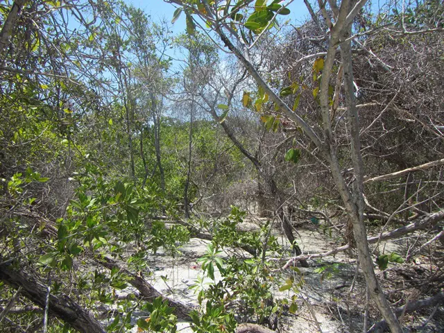 A view of trees and bushes in the desert.