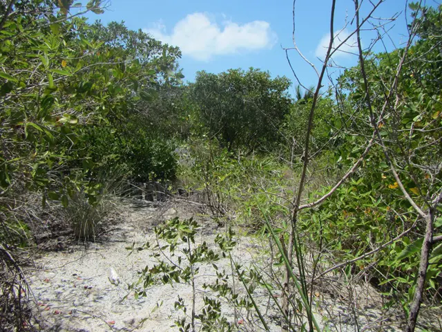 A view of some bushes and trees in the distance.