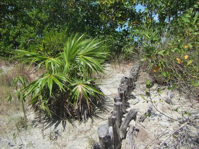 A palm tree and some bushes on the side of a dirt road.