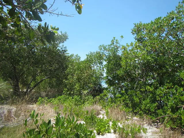 A view of some trees and bushes in the distance.