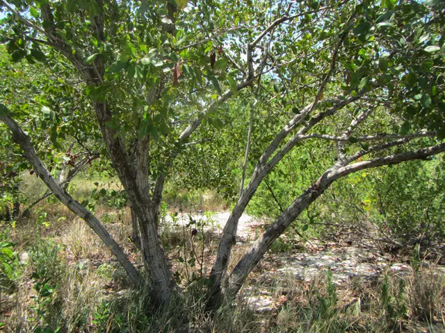 A tree with many leaves in the middle of a field.