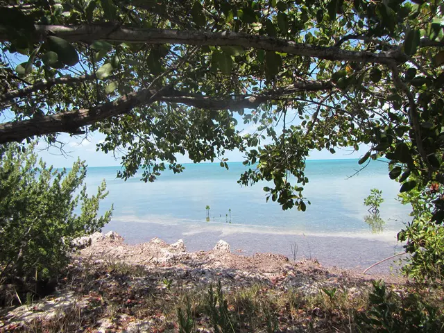 A view of the ocean from under a tree.