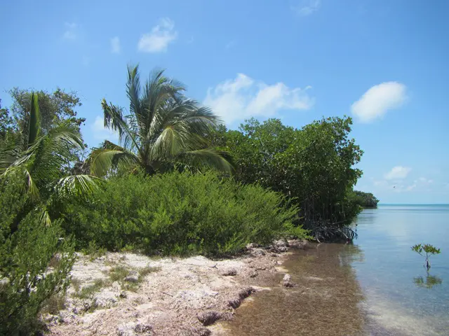 A beach with trees and bushes on the shore.