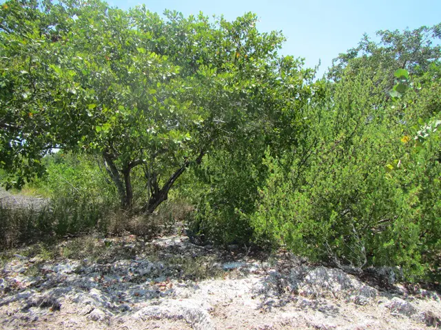 A tree is shown in the middle of a field.