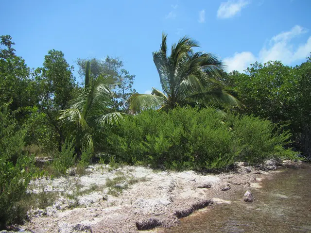 A beach with some trees and bushes in the background