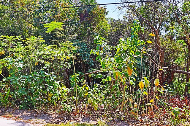 A bunch of plants that are in the dirt.