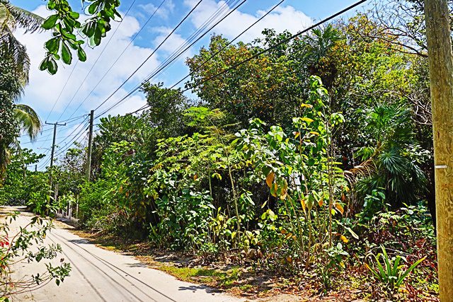 A road with power lines and bushes on the side.