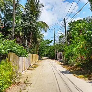 A dirt road with power lines and trees