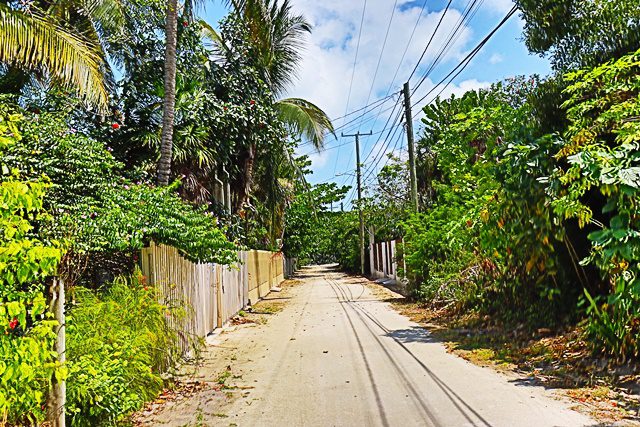 A dirt road with power lines and trees