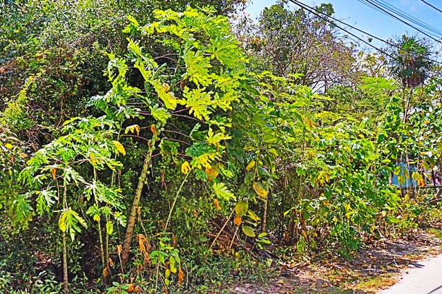 A lot of green plants growing in the middle of a field.