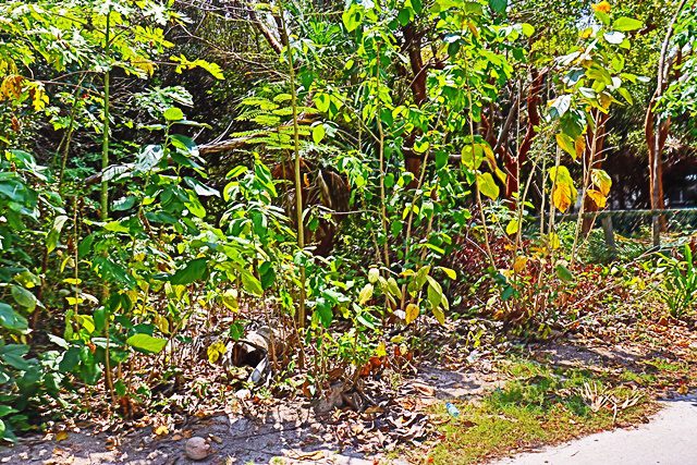 A patch of dirt with plants growing in it.