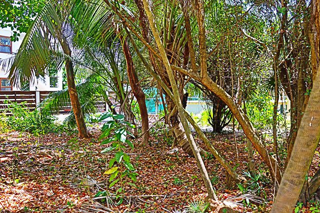 A group of trees that are in the grass.