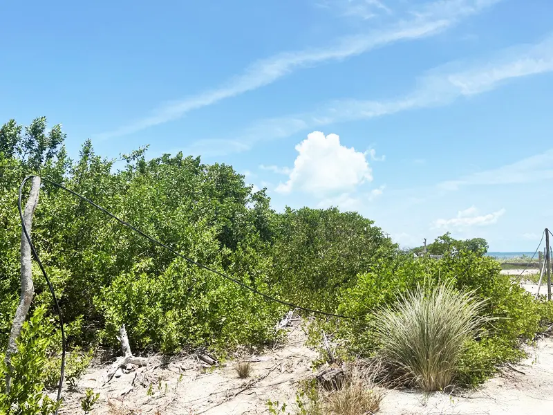 A view of some trees and bushes in the desert.