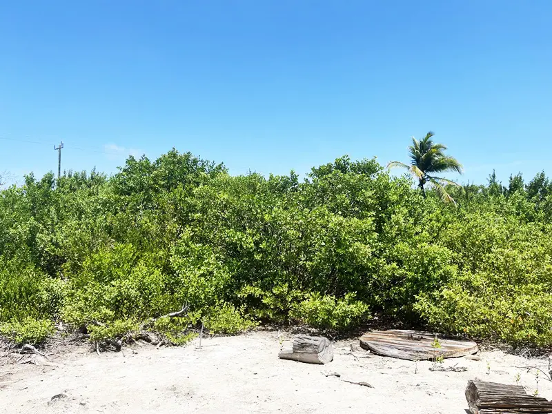 A beach with trees and bushes on the sand.