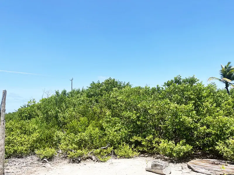 A bunch of bushes that are in the sand.