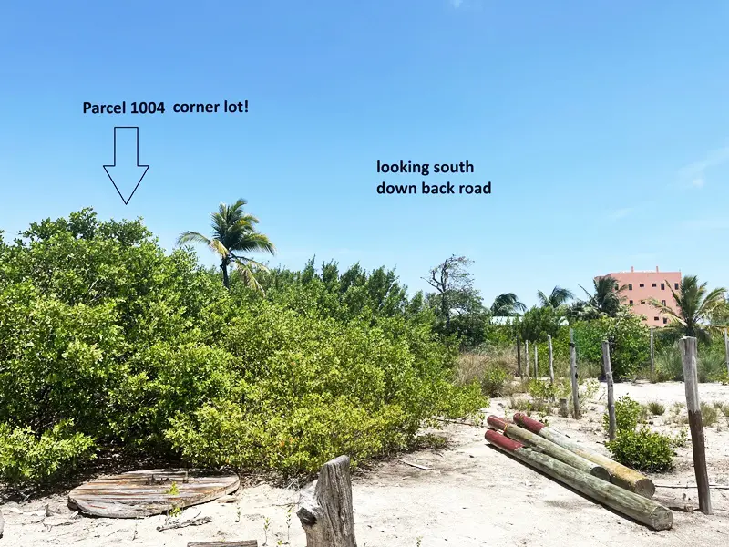 A view of some trees and bushes on the beach.