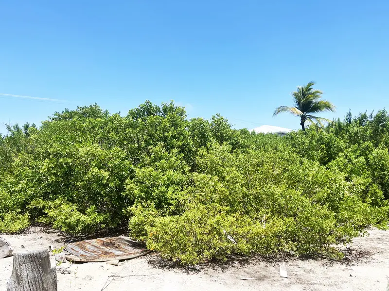 A bunch of bushes on the beach