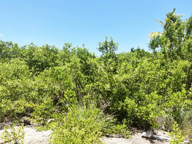 A large field of trees and bushes in the desert.