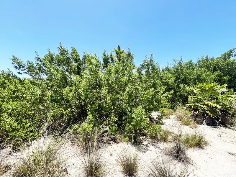 A field of trees and bushes in the sand.