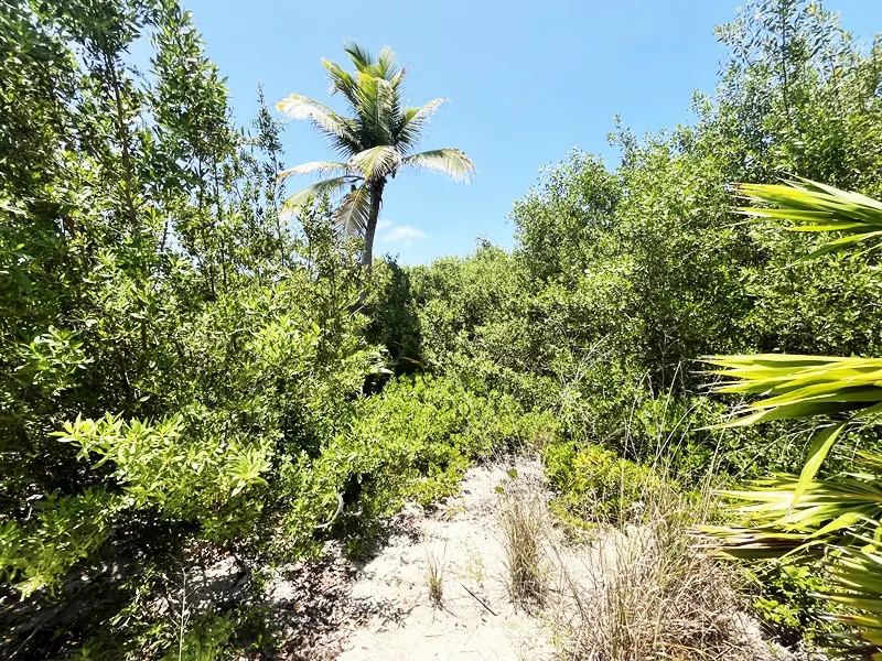 A palm tree in the middle of some bushes