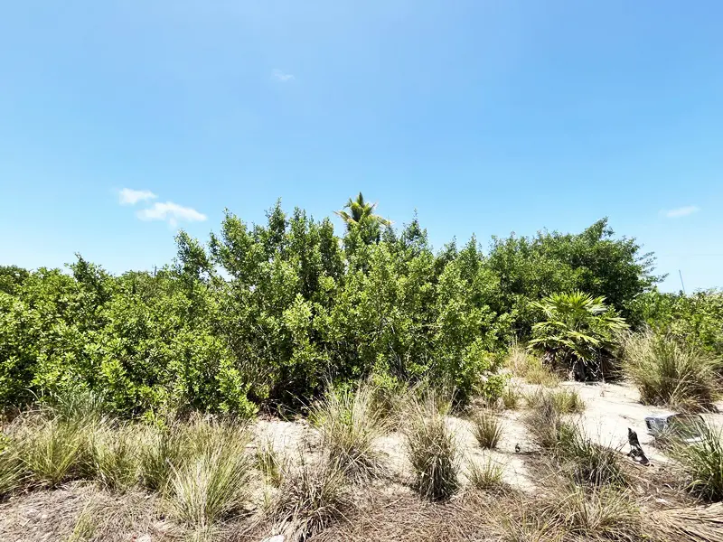 A large bush with many green leaves on it