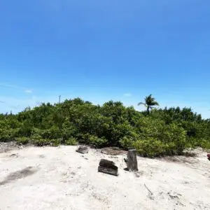 A sandy beach with trees and bushes in the background.