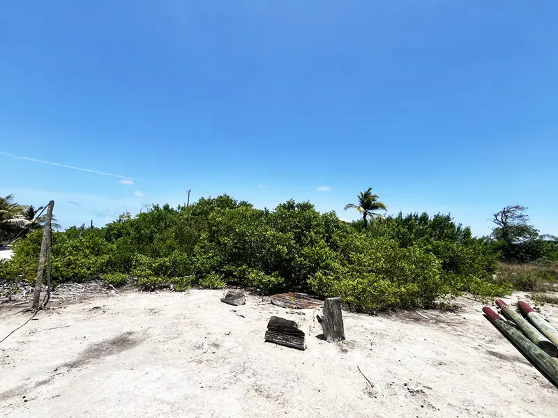 A sandy beach with trees and bushes in the background.