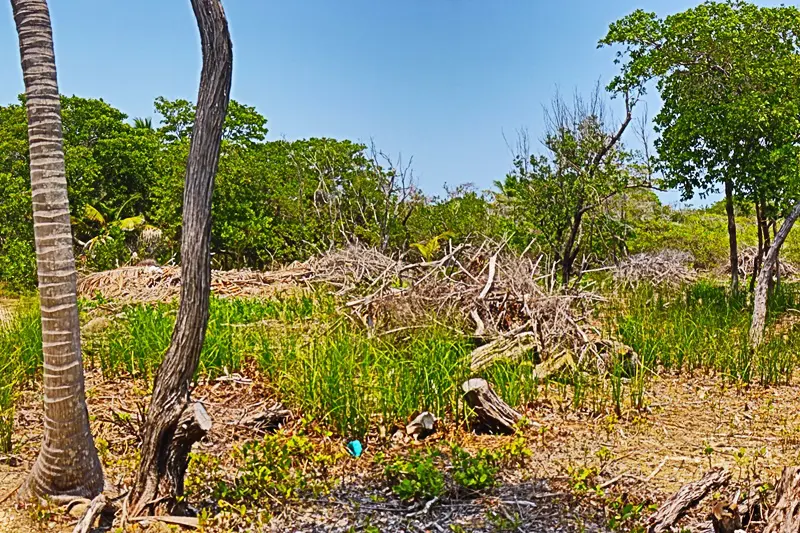 A tree in the middle of a field with grass and bushes.