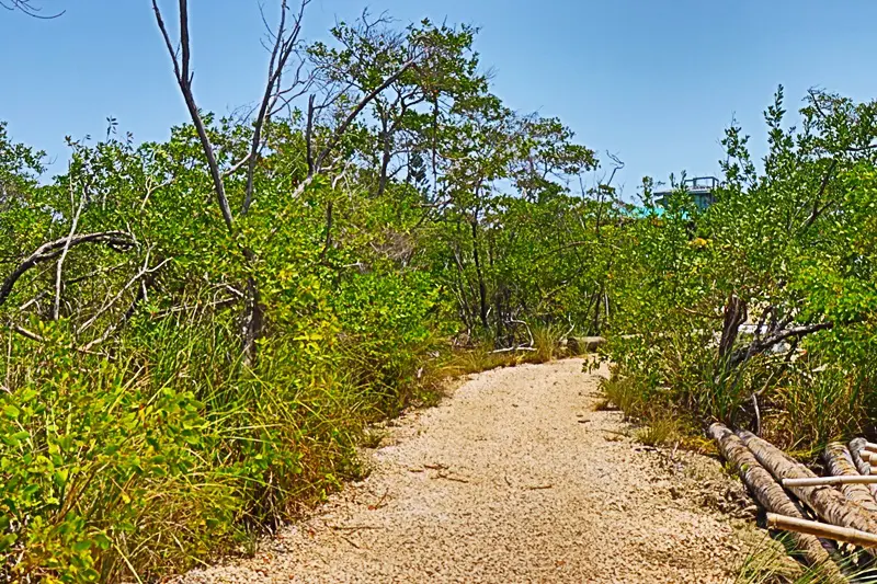 A dirt road with trees in the background.