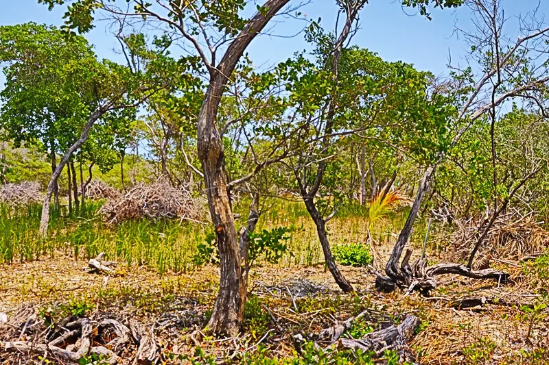 A group of trees in the middle of a field.