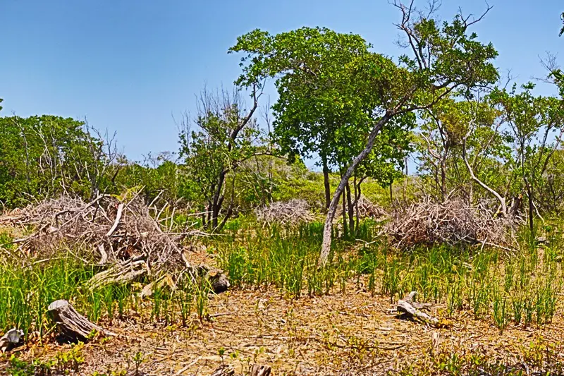 A field with trees and bushes in the background.