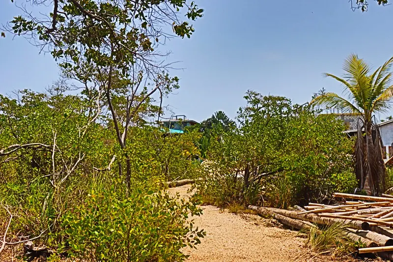 A dirt path through the woods with trees in the background.