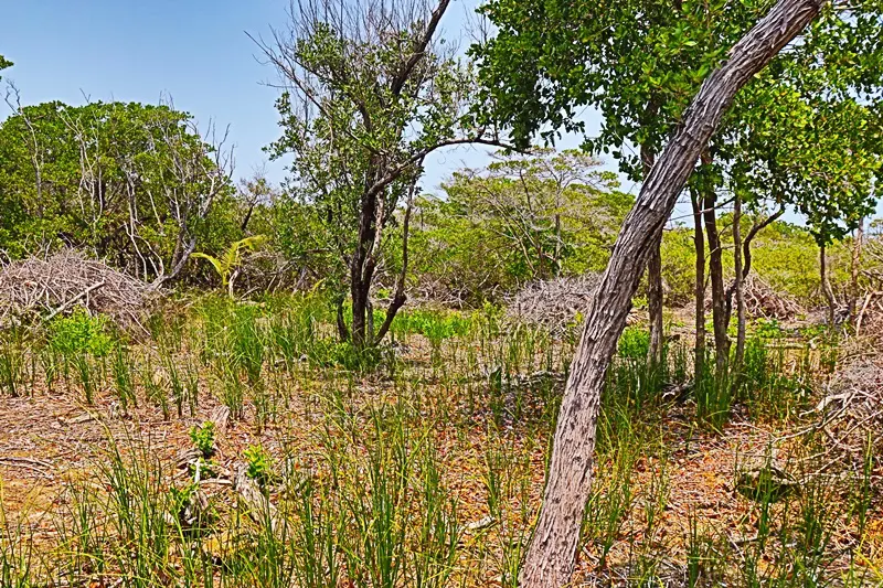 A field with trees and bushes in the background.