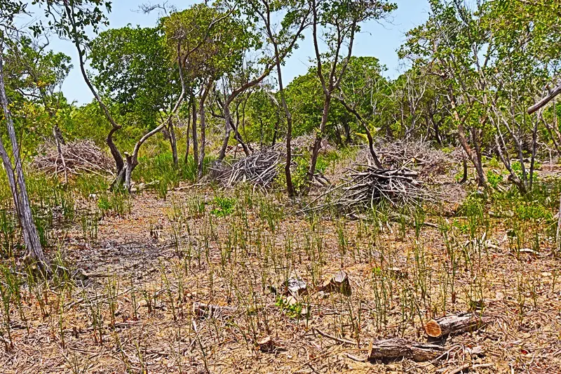 A field with trees and bushes in the background.