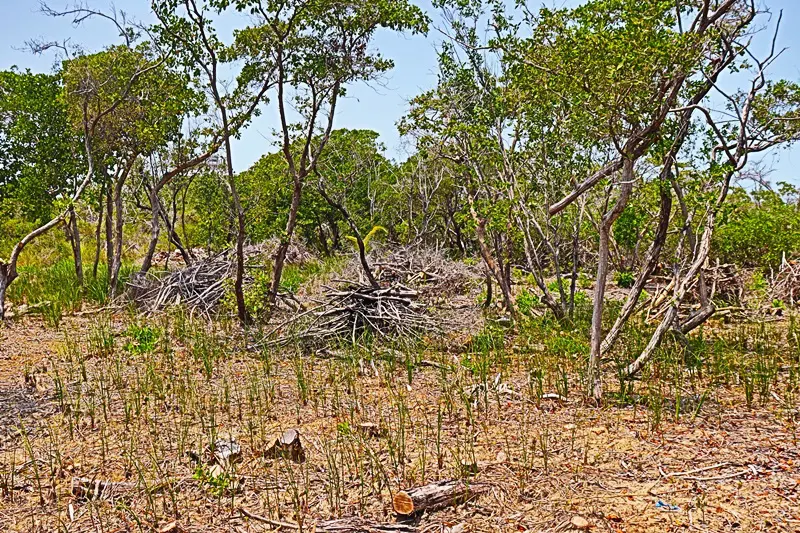 A forest with many trees and bushes