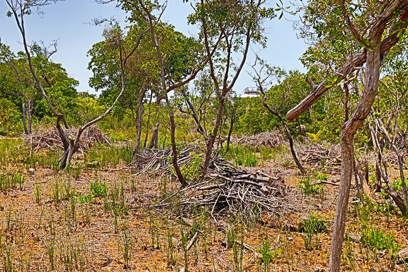 A field with trees and bushes in the background.